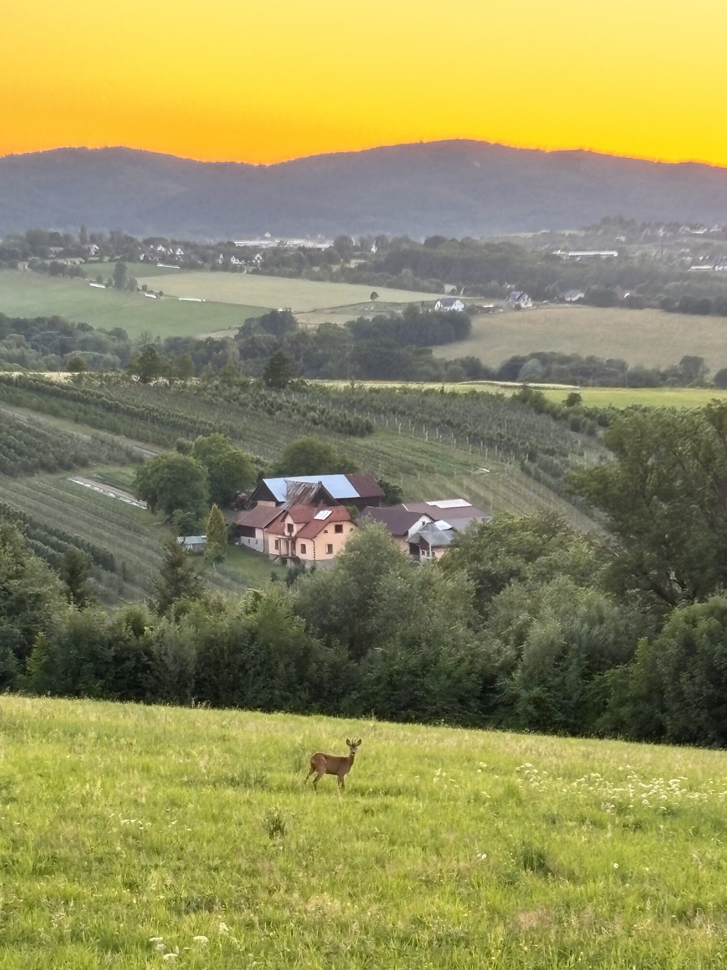Okolice - dom o zachodzie słońca, sarna na łące